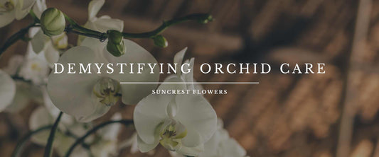 A Comprehensive Guide to Orchid Care