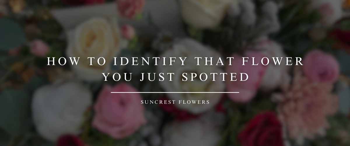 How to Identify That Flower You Just Spotted