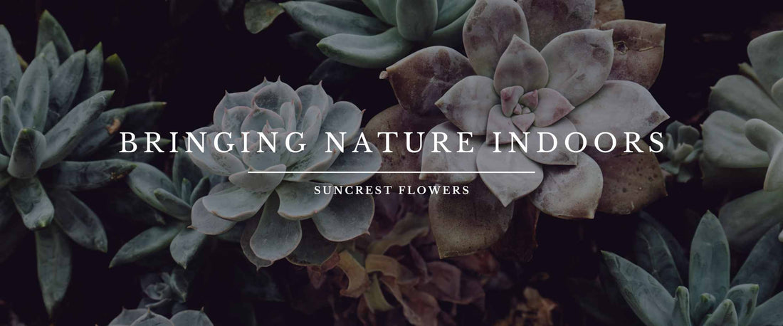 The Succulent Journey with Succulent Studio