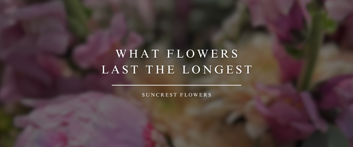 What Flowers Last the Longest