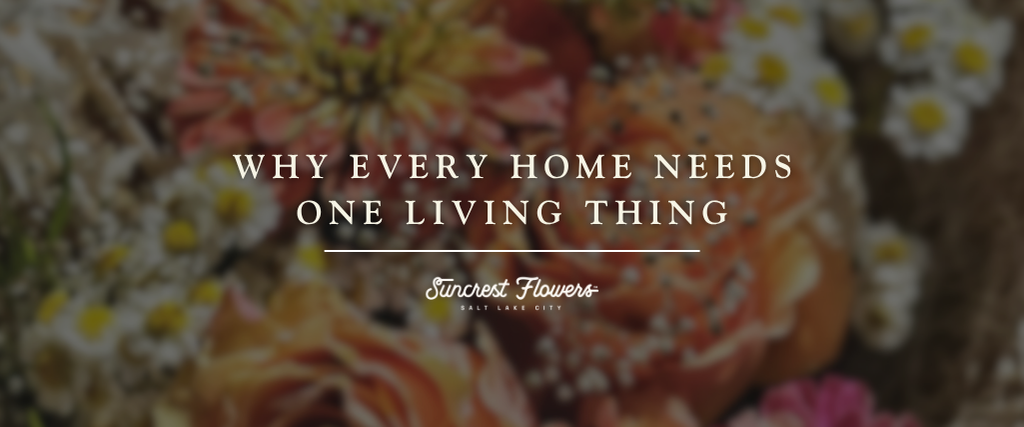 Why Every Home Needs One Living Thing