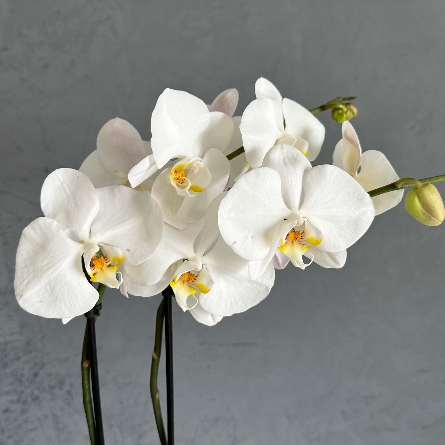 Orchids